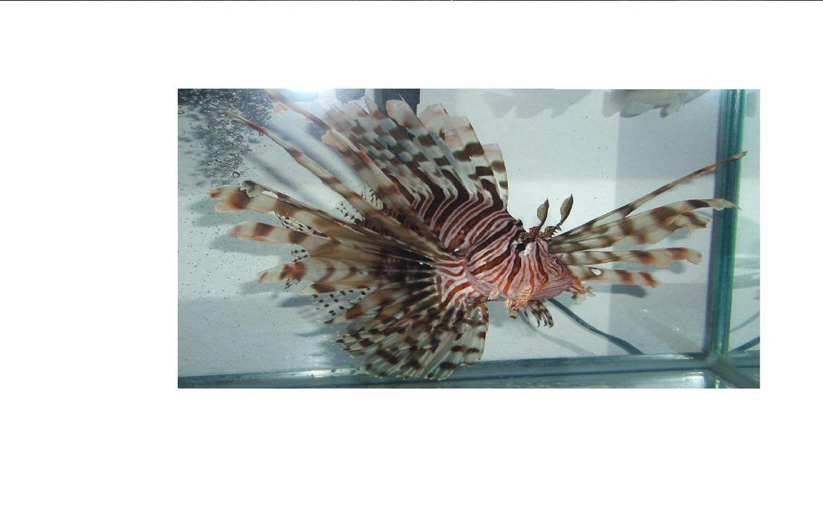 saltwater fish - pterois volitans - volitan lionfish stocking in 2 gallons tank - 8" Devil Lionfish I caught.