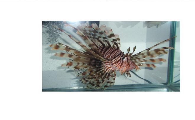 saltwater fish - pterois volitans - volitan lionfish stocking in 2 gallons tank - 8" Devil Lionfish I caught.