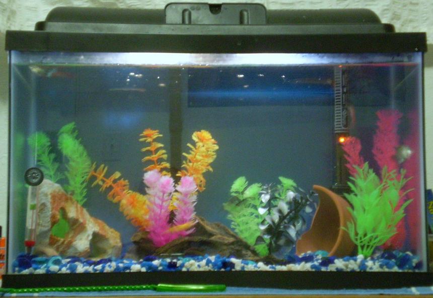 Rated #533: 10 Gallons Freshwater Fish Tank - My recently updated 10 gallon fish tank..