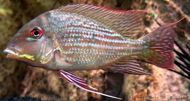 freshwater fish - satanoperca jurupari - jurupari earth eater stocking in 265 gallons tank - My big male Earth Eater looks good and can hold its own against the Oscars.