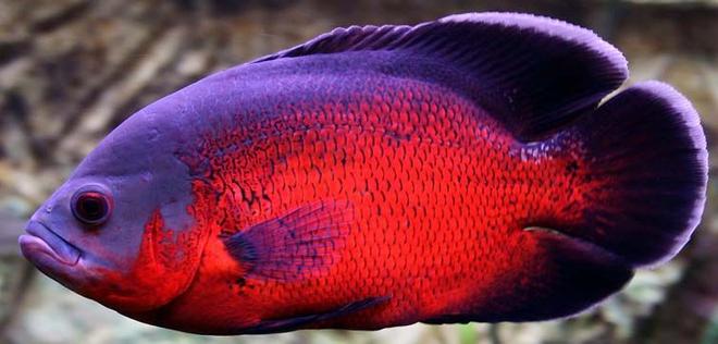 freshwater fish - astronotus ocellatus - red oscar stocking in 265 gallons tank