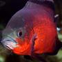 freshwater fish - astronotus ocellatus - red oscar stocking in 265 gallons tank - "Smokey" the dominant Oscar in my Aquarium
