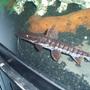 freshwater fish - pseudoplatystoma fasciatum - tiger shovelnose cat stocking in 72 gallons tank - Tiger Shovel nose catfish. A.K.A. Belly Buster