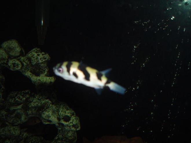 freshwater fish - colomesus asellus - brazilian puffer stocking in 72 gallons tank - Brazilian Puffer