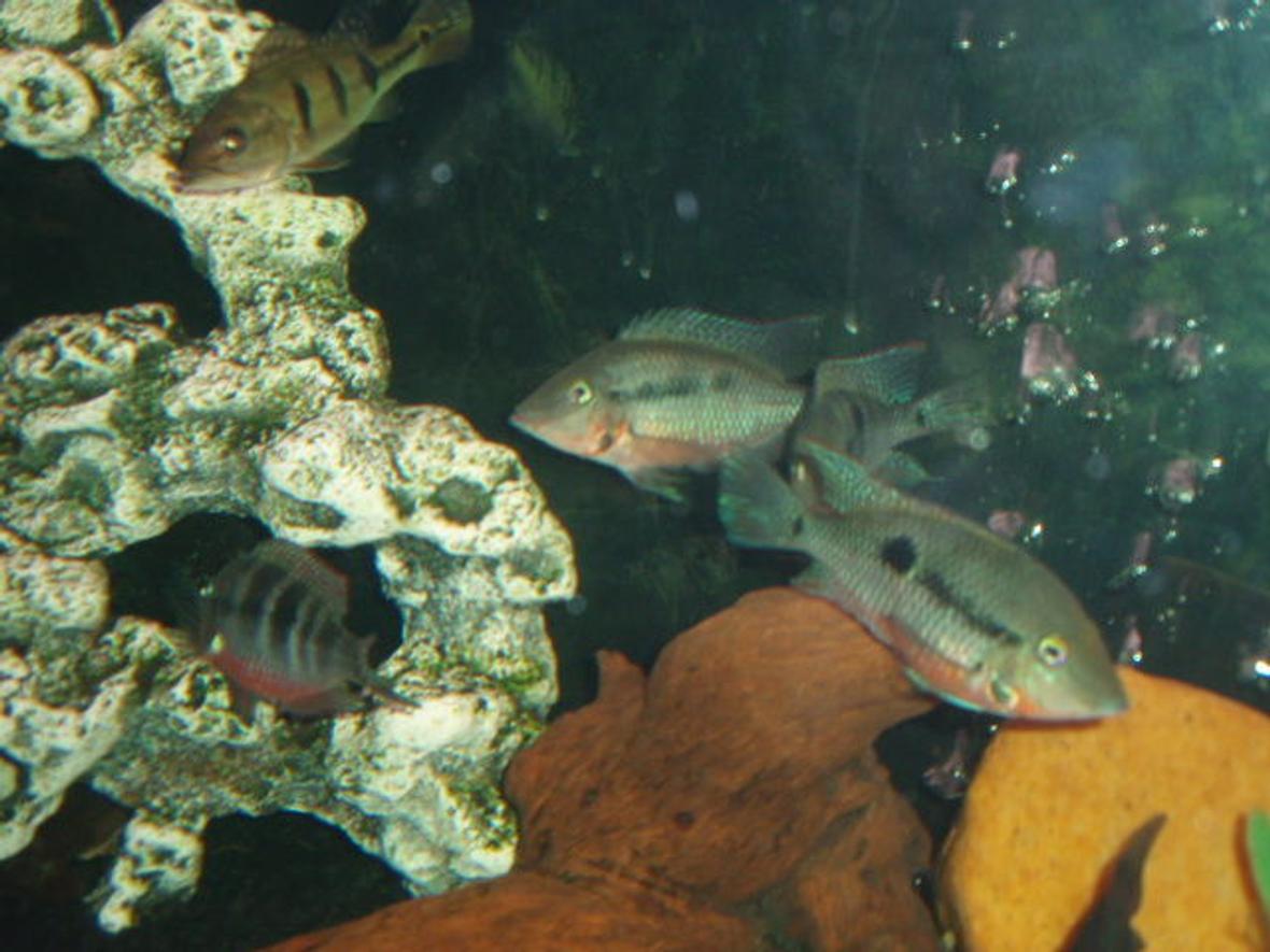 freshwater fish - thorichthys meeki - firemouth cichlid stocking in 72 gallons tank - Firemouths