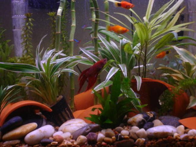 freshwater fish - betta splendens - betta - male stocking in 15 gallons tank - Betta