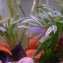 freshwater fish - colisa lalia - powder blue dwarf gourami stocking in 15 gallons tank - Gourmi