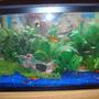 29 gallons freshwater fish tank (mostly fish and non-living decorations) - 29 gallon (3 months old)
