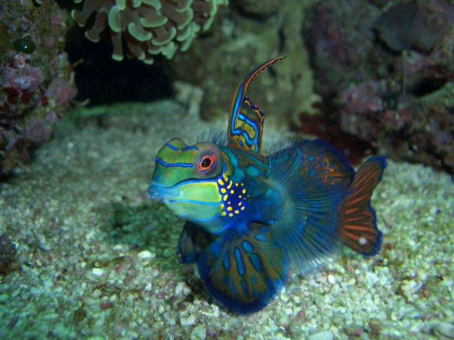 saltwater fish - synchiropus splendidus - green mandarin stocking in 60 gallons tank - my green mandarin,showing off.