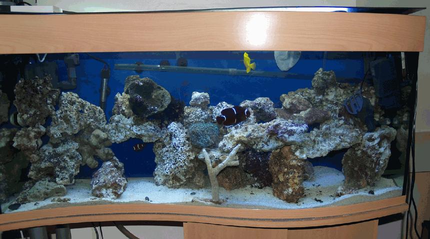 Rated #13: 34 Gallons Saltwater Fish Tank - Full Tank View
More to come