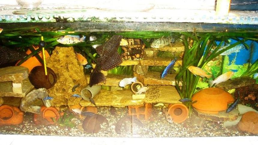 Rated #3351: 70 Gallons Freshwater Fish Tank - cichlid aqua