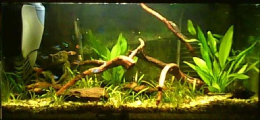 Rated #176: 15 Gallons Planted Tank - my aquarium . i wish had bigger but no money :(