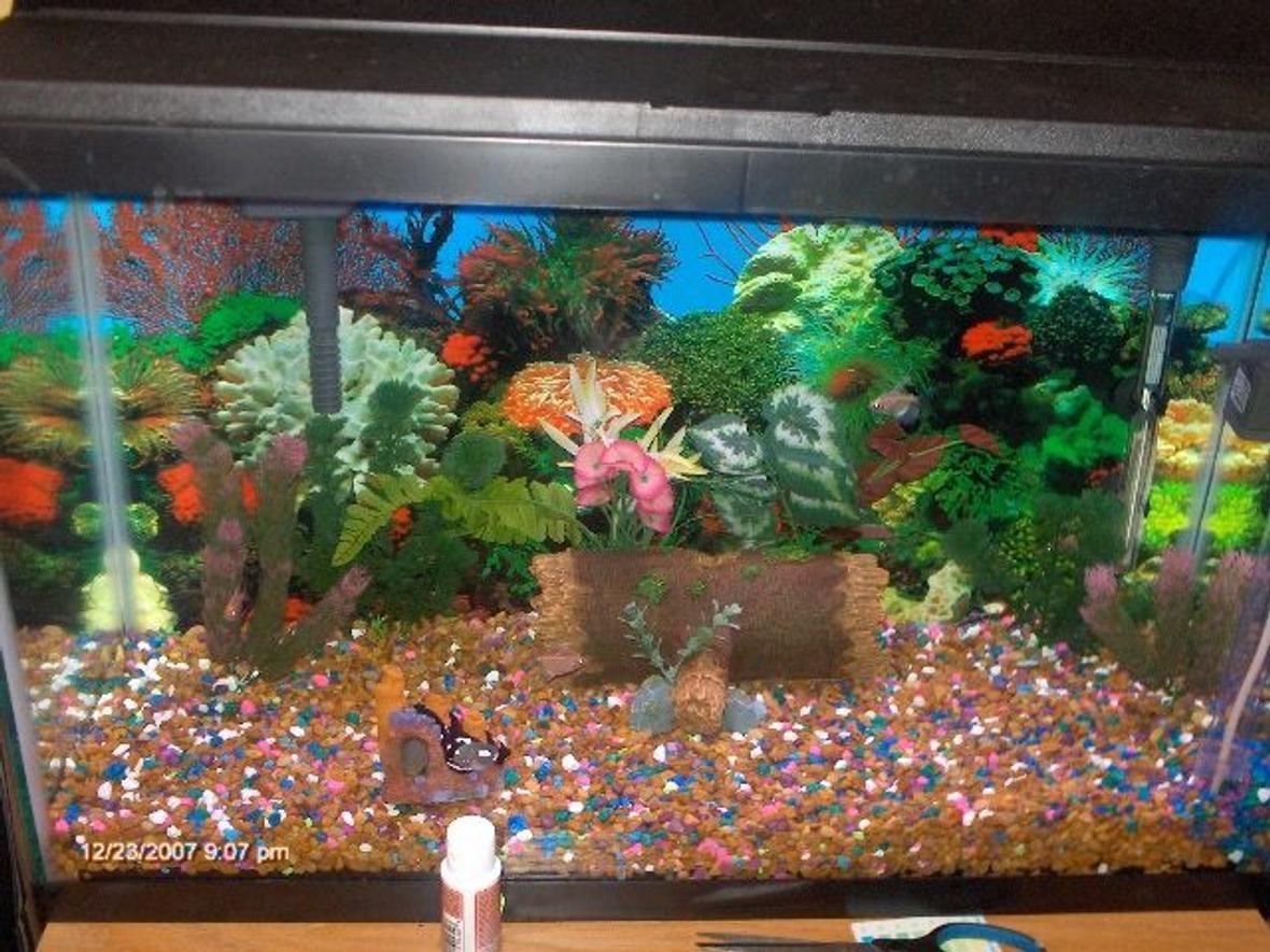 30 gallons freshwater fish tank (mostly fish and non-living decorations) - my sons 1st fishtank