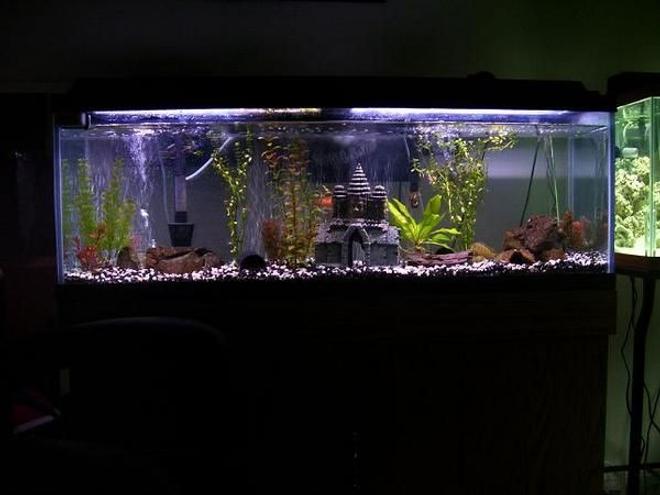 55 gallons freshwater fish tank (mostly fish and non-living decorations) - my 55 gallon finished