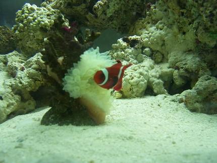 saltwater fish - amphiprion ocellaris - ocellaris clownfish stocking in 55 gallons tank - my clown in my new salt water