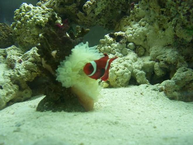 saltwater fish - amphiprion ocellaris - ocellaris clownfish stocking in 55 gallons tank - my clown in my new salt water