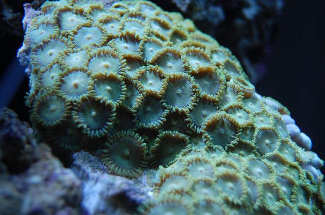 corals inverts - zoanthus sp. - colony polyp stocking in 58 gallons tank - Green zoas. A month later and the rock is totally covered, and spreading.