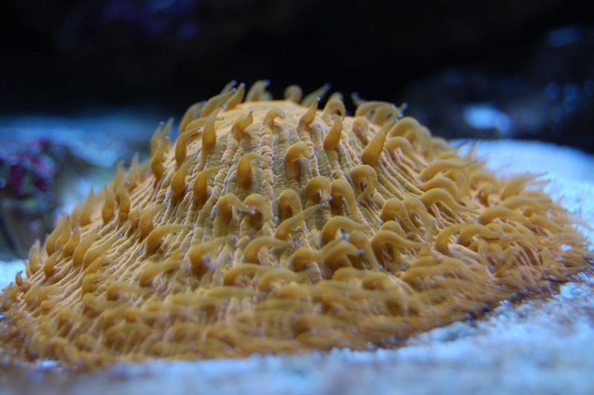 Rated #32: Corals Inverts - Fungia Sp. - Plate Coral, Orange - Short Tentacle Stocking In 58 Gallons Tank - Fungia plate.