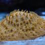 corals inverts - fungia sp. - plate coral, orange - short tentacle stocking in 58 gallons tank - Fungia plate.