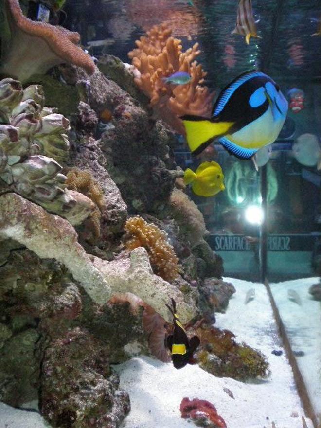 120 gallons reef tank (mostly live coral and fish) - 120 GAL REEF TANK WITH T5 METAL HALIDE, 2 EMPEROR 400, WET-DRY,UV STERILIZER LIGHTS,4 POWER HEADS,150LB OF FIJI LIVE ROCKS,BIG VARIETY OF LIVE CORALS LIKE LEATHERS,MUSHROOMS,POLYPS CORALS,XENIAS,RECORDIAS,SOFT CORALS,BRAINS CORALS,CANDY CANE AND MANY MORE...ALSO 2 ANEMONES, A PAIR OF BLACK OCELLARIS CLOWNS, PAIR OF YELLOW TRIP MARRONE CLOWN,BLUE AFRICAN HIPPO TANG,YELLOW TANG, SIX LINE WRASSE,GREEN MANDARIN,UNICORN TANG,NASO TANG,CORAL BEAUTY ANGEL,YELLOW HEAD JAW FISH, COOPERFIELD BUTTERFLY, 36 INC EEL, A FEW SEA STARS, ARROWHEAD CRAB,CORAL BANDED SHRIMP,SEVERAL CLEANER SHRIMP,DIFFERENT GOBYS,FEW BLENNYS,FEW CROMIES AND MANY MORE....