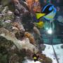 fish tank picture - 120 GAL REEF TANK WITH T5 METAL HALIDE, 2 EMPEROR 400, WET-DRY,UV STERILIZER LIGHTS,4 POWER HEADS,150LB OF FIJI LIVE ROCKS,BIG VARIETY OF LIVE CORALS LIKE LEATHERS,MUSHROOMS,POLYPS CORALS,XENIAS,RECORDIAS,SOFT CORALS,BRAINS CORALS,CANDY CANE AND MANY MORE...ALSO 2 ANEMONES, A PAIR OF BLACK OCELLARIS CLOWNS, PAIR OF YELLOW TRIP MARRONE CLOWN,BLUE AFRICAN HIPPO TANG,YELLOW TANG, SIX LINE WRASSE,GREEN MANDARIN,UNICORN TANG,NASO TANG,CORAL BEAUTY ANGEL,YELLOW HEAD JAW FISH, COOPERFIELD BUTTERFLY, 36 INC EEL, A FEW SEA STARS, ARROWHEAD CRAB,CORAL BANDED SHRIMP,SEVERAL CLEANER SHRIMP,DIFFERENT GOBYS,FEW BLENNYS,FEW CROMIES AND MANY MORE....