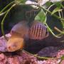 freshwater fish - symphysodon sp. - yellow marlboro discus stocking in 55 gallons tank - discus fish in my tank