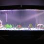 55 gallons freshwater fish tank (mostly fish and non-living decorations) - just simple