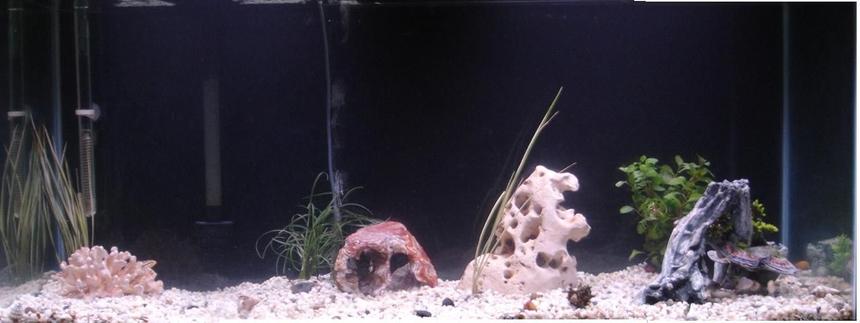 Rated #444: 85 Gallons Freshwater Fish Tank - fish are hiding. will try to get closeup of lobster. ...
Crazy Thing::: the day after i took the picture below of my lobster he dissappeared from my tank. I checked under and in everything and cannot find hiim anywhere! He had been climbing my heater and I theorize that he made it to the top and possibly my wifes cat got him and ate him? I am so BUMMED!!!