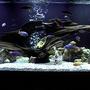 fish tank picture - 265
