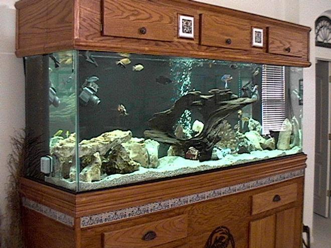 265 gallons freshwater fish tank (mostly fish and non-living decorations) - 265