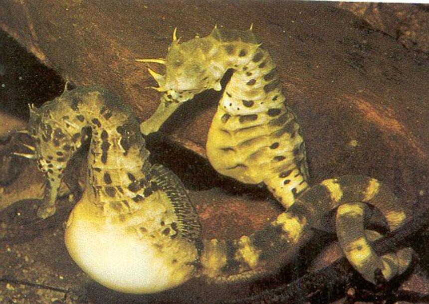 Rated #4: Saltwater Fish - Hippocampus Reidi - Brazilian Reidi Seahorse Stocking In 100 Gallons Tank - My babies