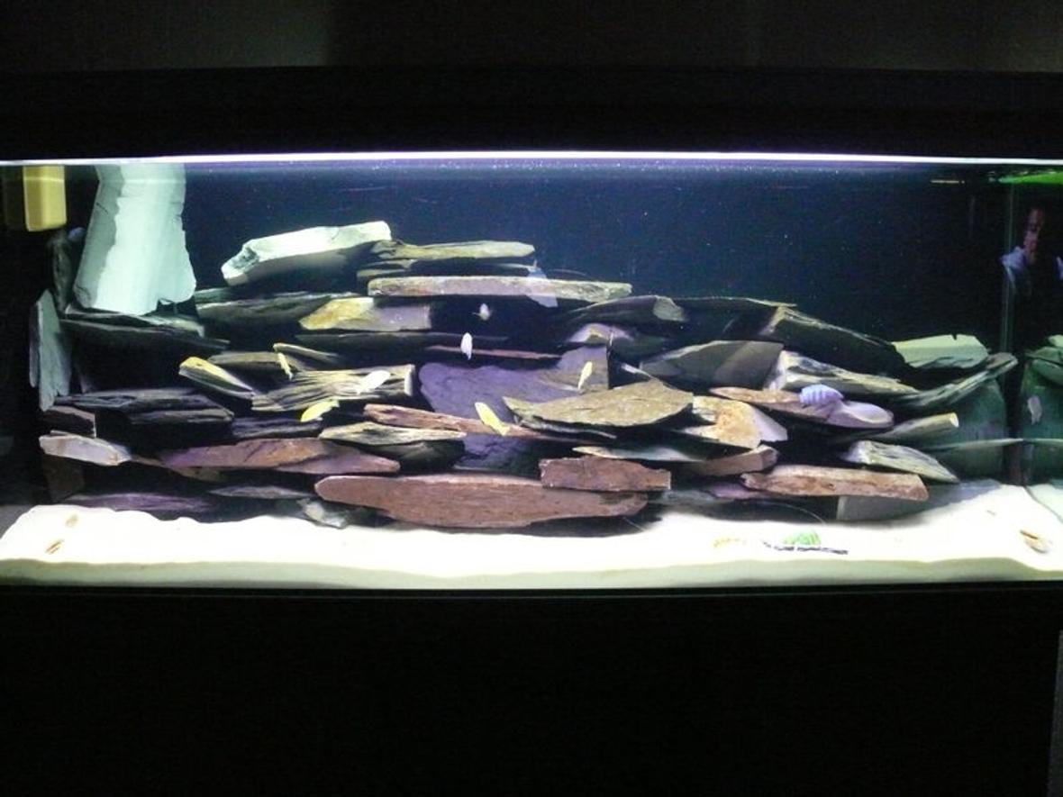 48 gallons freshwater fish tank (mostly fish and non-living decorations)