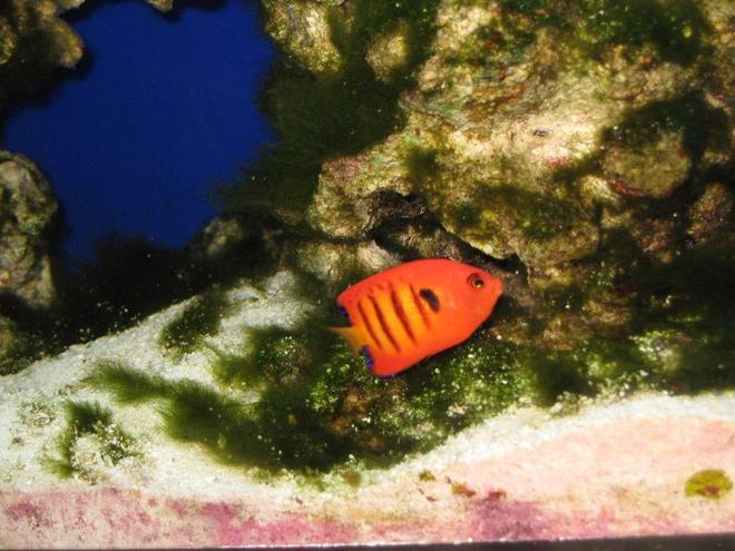 saltwater fish - centropyge loriculus - flame angelfish stocking in 75 gallons tank - Flame Angle