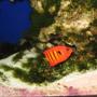 saltwater fish - centropyge loriculus - flame angelfish stocking in 75 gallons tank - Flame Angle