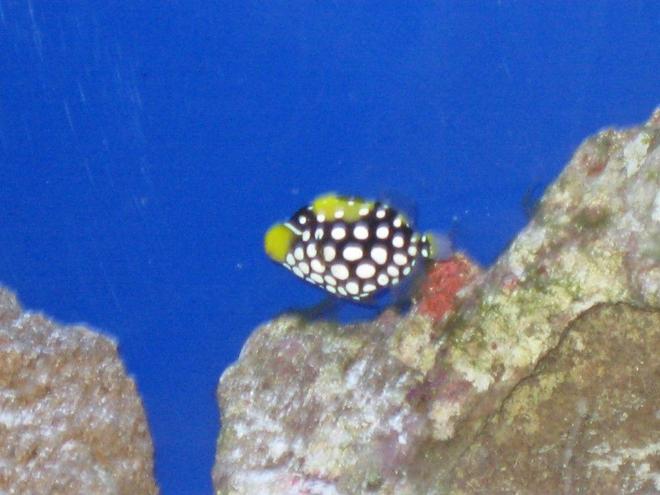 saltwater fish - balistoides conspicillum - clown triggerfish stocking in 75 gallons tank - Clown Trigger