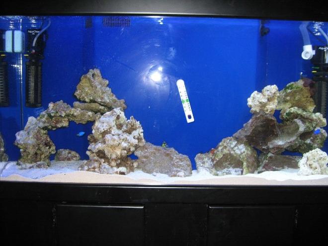 75 gallons saltwater fish tank (mostly fish, little/no live coral) - 75 Gallon