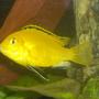 freshwater fish - labidochromis caeruleus - electric yellow cichlid stocking in 55 gallons tank - juvenile male yellow lab