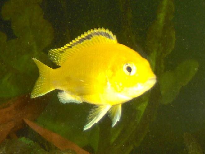 freshwater fish - labidochromis caeruleus - electric yellow cichlid stocking in 55 gallons tank - juvenile female yellow lab