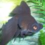 freshwater fish - carassius auratus - black moor goldfish stocking in 72 gallons tank - Goldfish, Black Moor