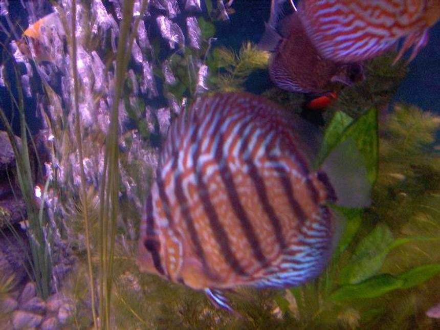 Rated #75: Freshwater Fish - Red Turquoise Discus Stocking In 180 Gallons Tank - Discus
