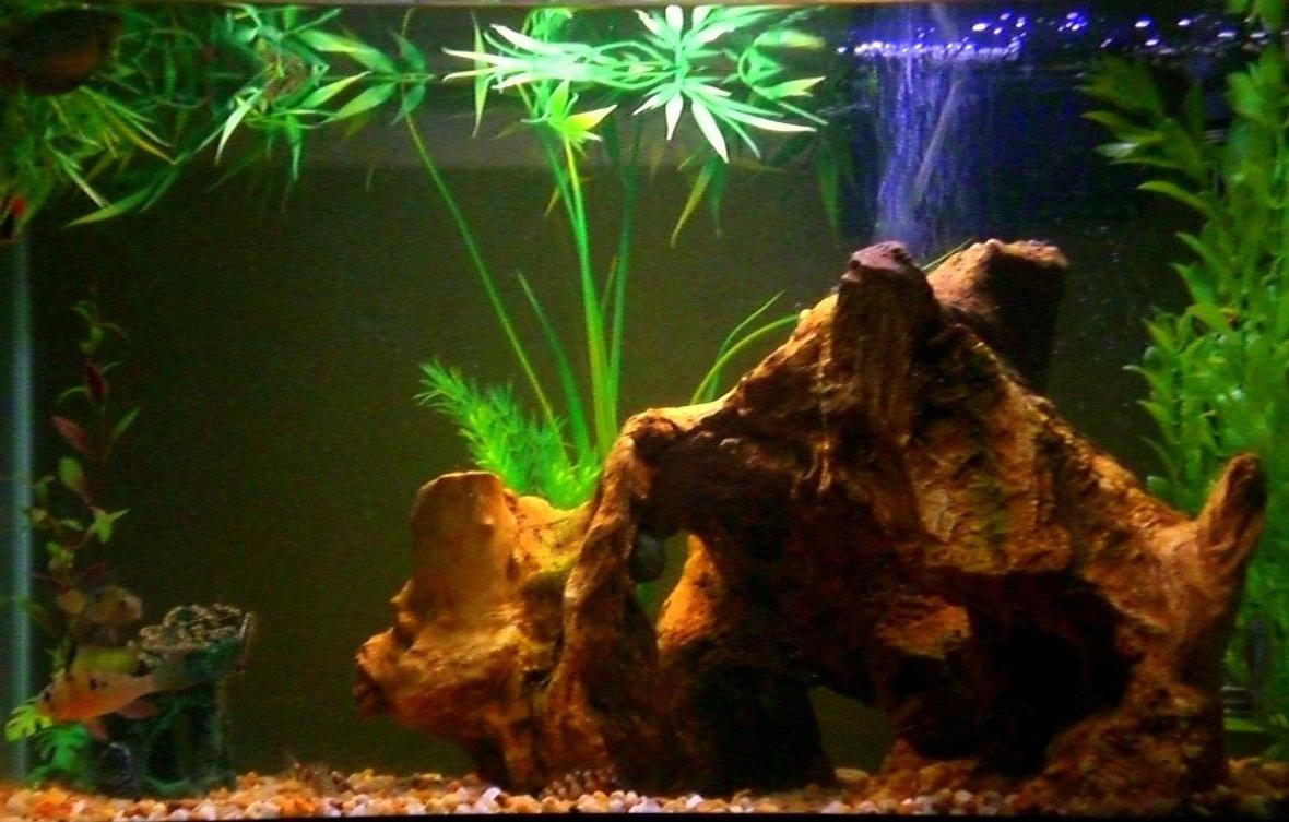 20 gallons freshwater fish tank (mostly fish and non-living decorations) - 20g Fish: 4 YoYo Loaches, 2 South American Gobies (SM), 1 Ruby Clown Cichlid, 1 Neon Blue Dwarf Gourami, and 3 Otos.