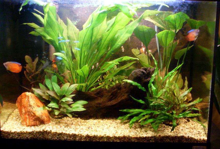 Rated #99: 19 Gallons Planted Tank - My attempt at my first fish tank