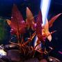 fish tank picture - dwarf lily