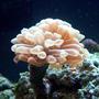 corals inverts - euphyllia paranchora - hammer / anchor coral, branching stocking in 24 gallons tank - Hammer Coral