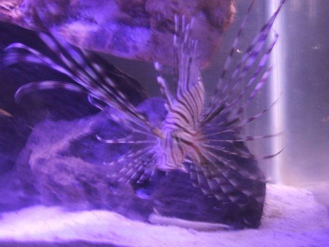 saltwater fish - pterois volitans - volitan lionfish stocking in 90 gallons tank - Volitan Lionfish