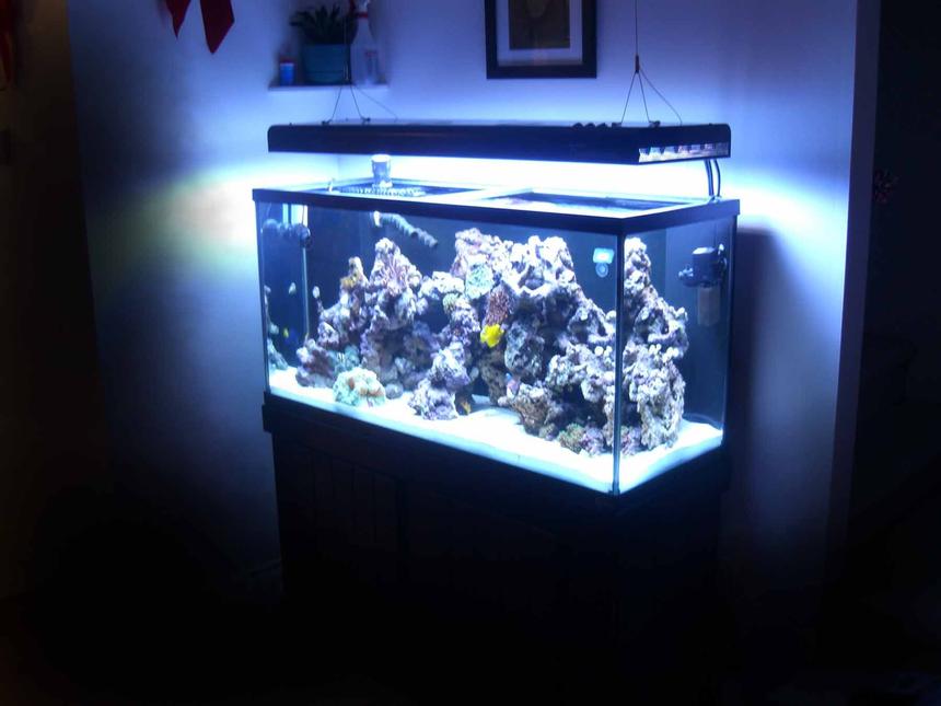 Rated #131: 90 Gallons Reef Tank - 90g, 33g sump, Aquatinics T5 lighting
100lbs LR