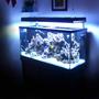 90 gallons reef tank (mostly live coral and fish) - 90g, 33g sump, Aquatinics T5 lighting 100lbs LR