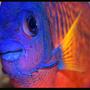 saltwater fish - centropyge bispinosa - coral beauty angelfish stocking in 35 gallons tank - Coral Beauty