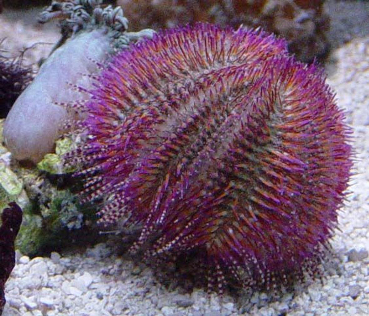 corals inverts - salmacis bicolour - pink urchin stocking in 35 gallons tank - Pink Urchin - Salmacis Bicolour