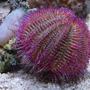 corals inverts - salmacis bicolour - pink urchin stocking in 35 gallons tank - Pink Urchin - Salmacis Bicolour